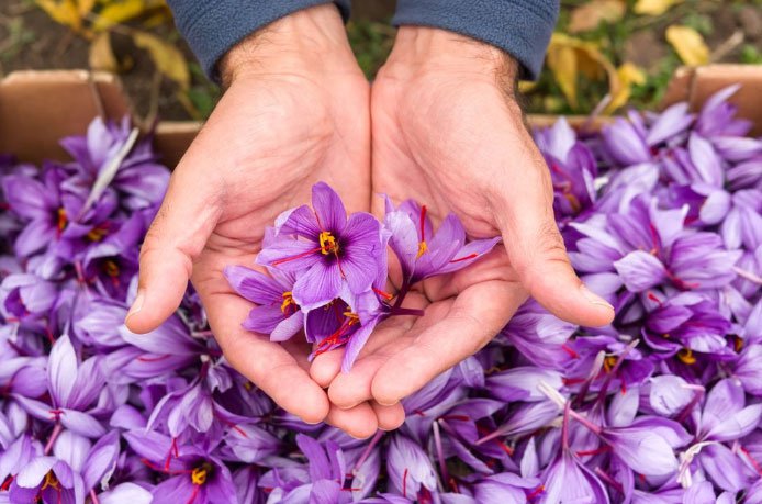 Nhụy hoa nghệ tây saffron